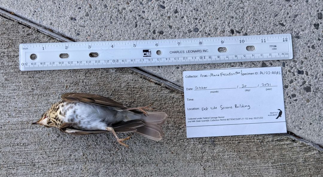 Hermit Thrush killed by collision with window discovered during the Autumn 2021 pilot season of the Seattle Bird Collision Monitoring Project.