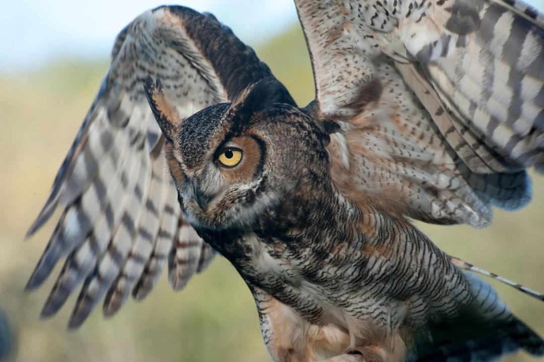 Photo: Lawrence Miller/Audubon Photography Awards