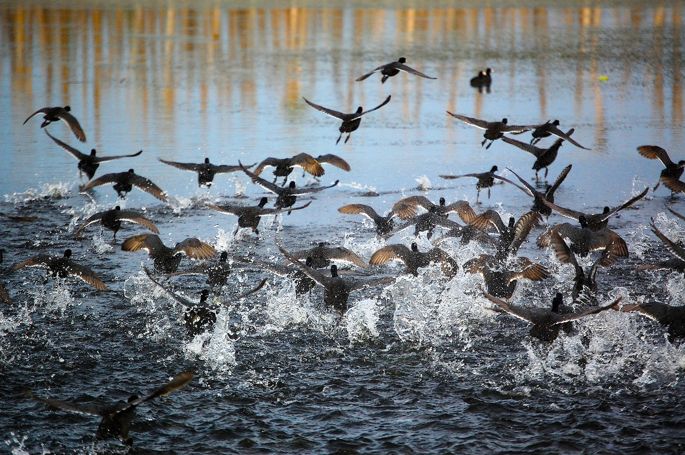 Photo features a Sandhill Crane, a large bird, standing on one leg with wings open.