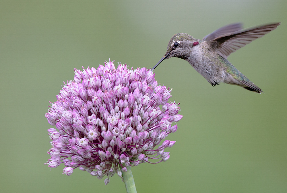Photo features a Sandhill Crane, a large bird, standing on one leg with wings open.