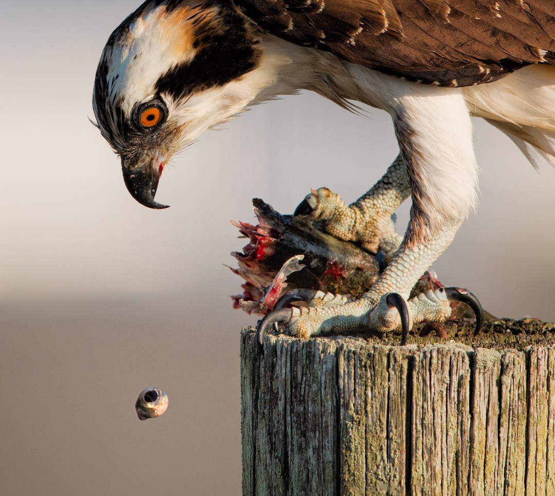Photo features an Osprey perched on a wooden post eating a fish.