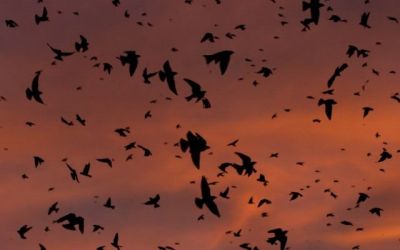 Built to Catch Bugs: Adaptations of Insect-Eating Birds