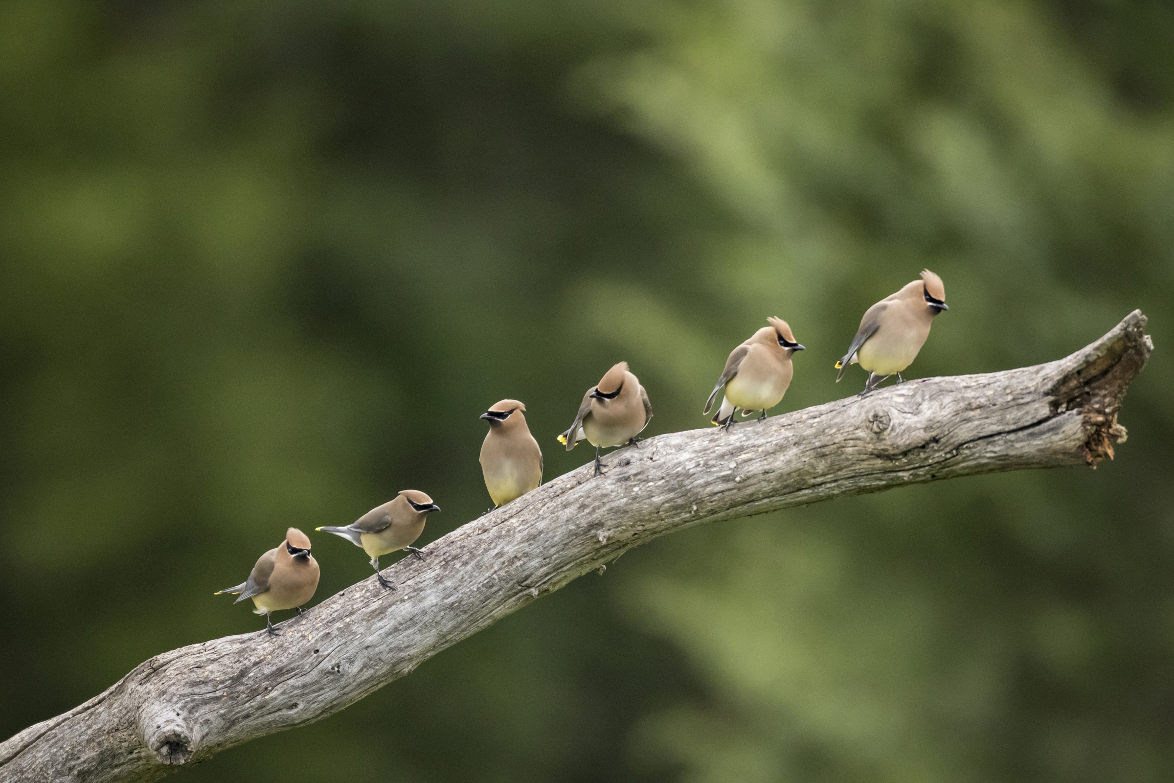 Photo features a Sandhill Crane, a large bird, standing on one leg with wings open.
