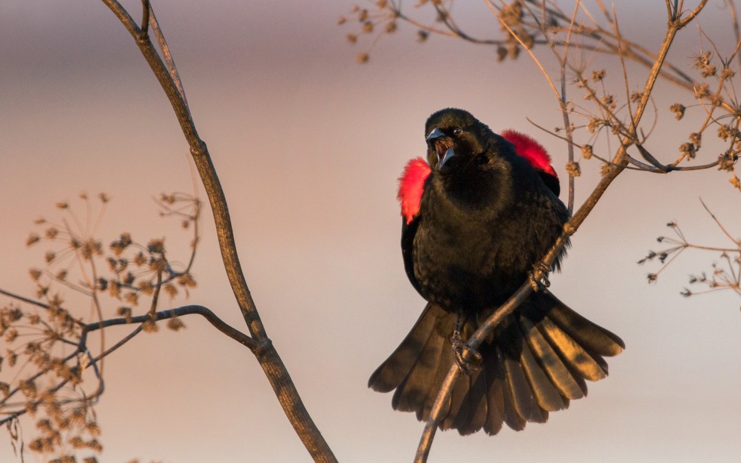 10 Ways to Help Birds