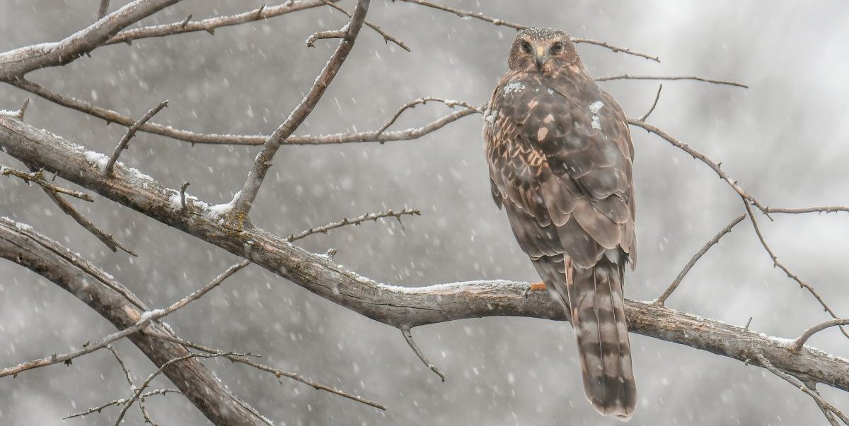Photo features a Sandhill Crane, a large bird, standing on one leg with wings open.
