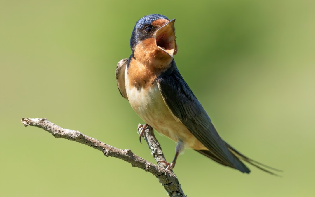 Aerial Insectivores in Decline: What 18 Years of Neighborhood Bird Project Data Reveals