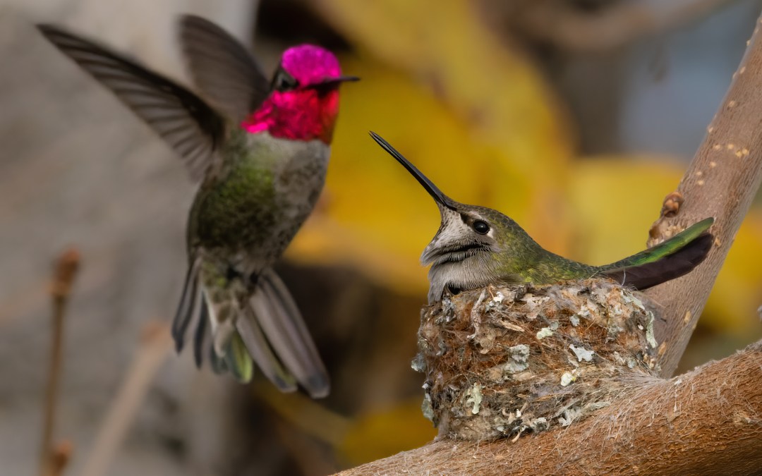 The Sticky Secret of Hummingbird Nests