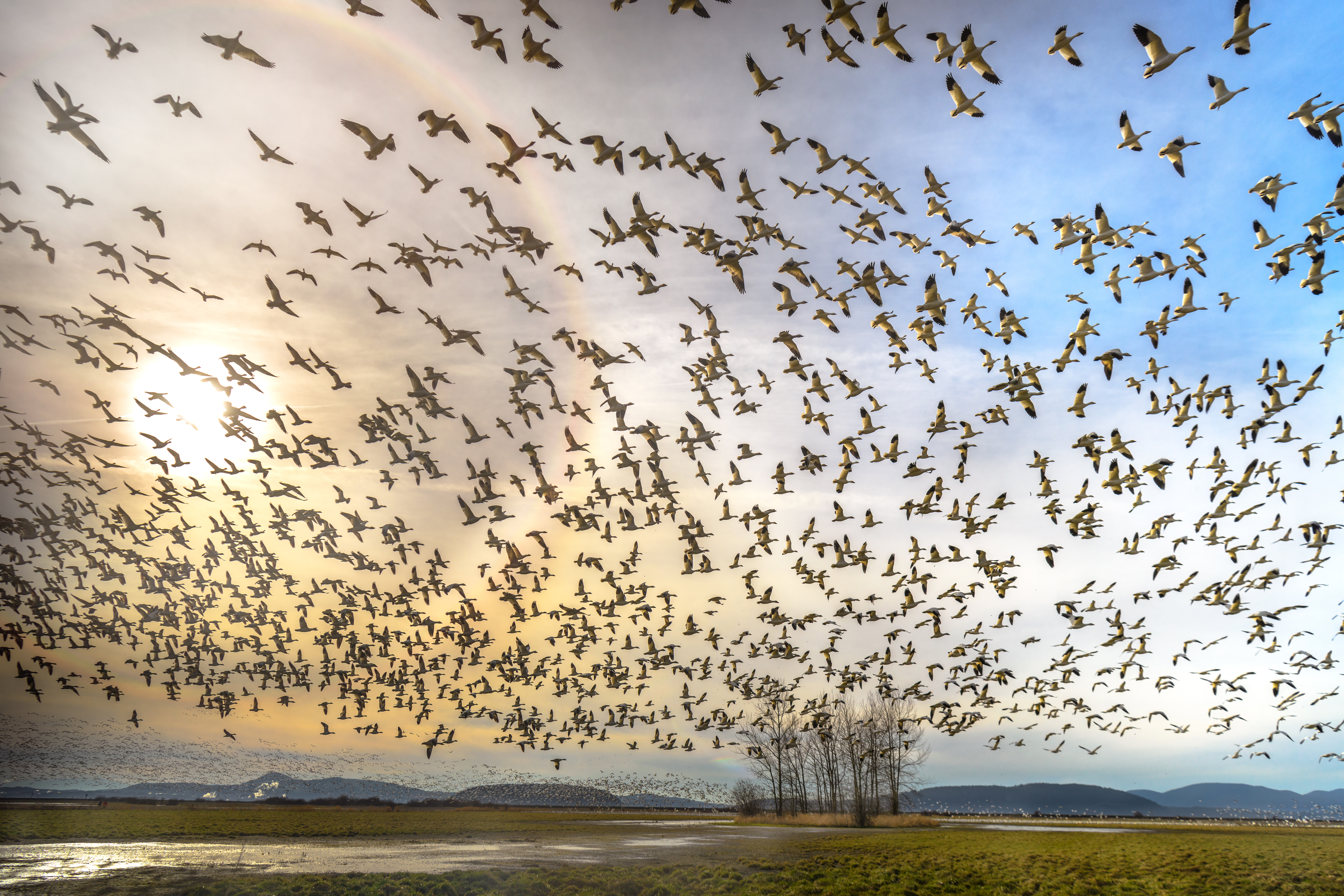 Photo features a Sandhill Crane, a large bird, standing on one leg with wings open.