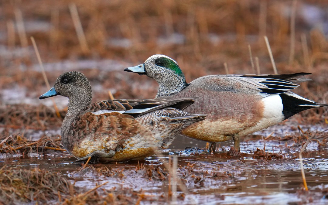 Who’s In Town? American Wigeons