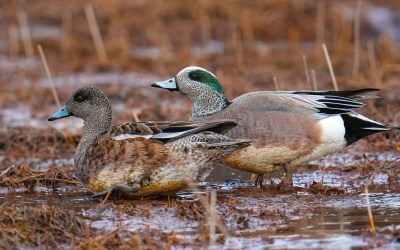 Who’s In Town? American Wigeons