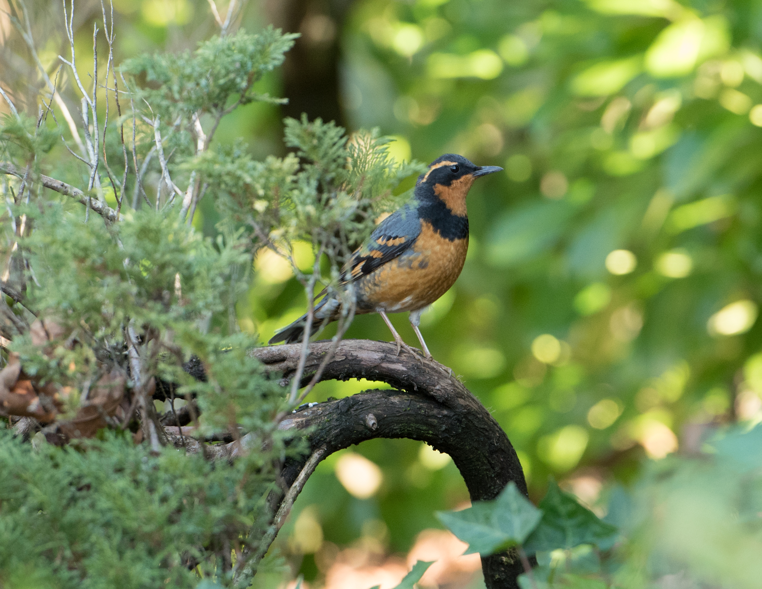 Photo features a Sandhill Crane, a large bird, standing on one leg with wings open.