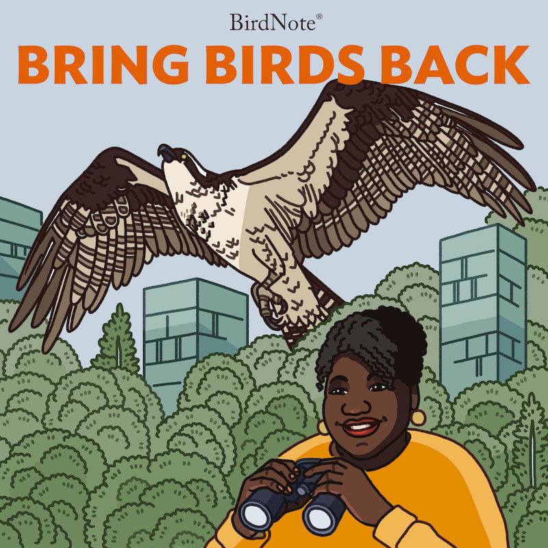 Artwork for BirdNote's Bring Birds Back podcast