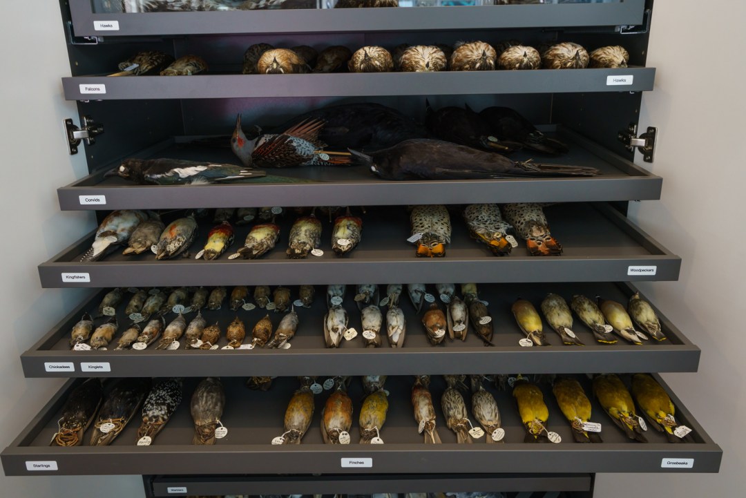 Photo features five open drawers, each lined with small preserved bird specimens.