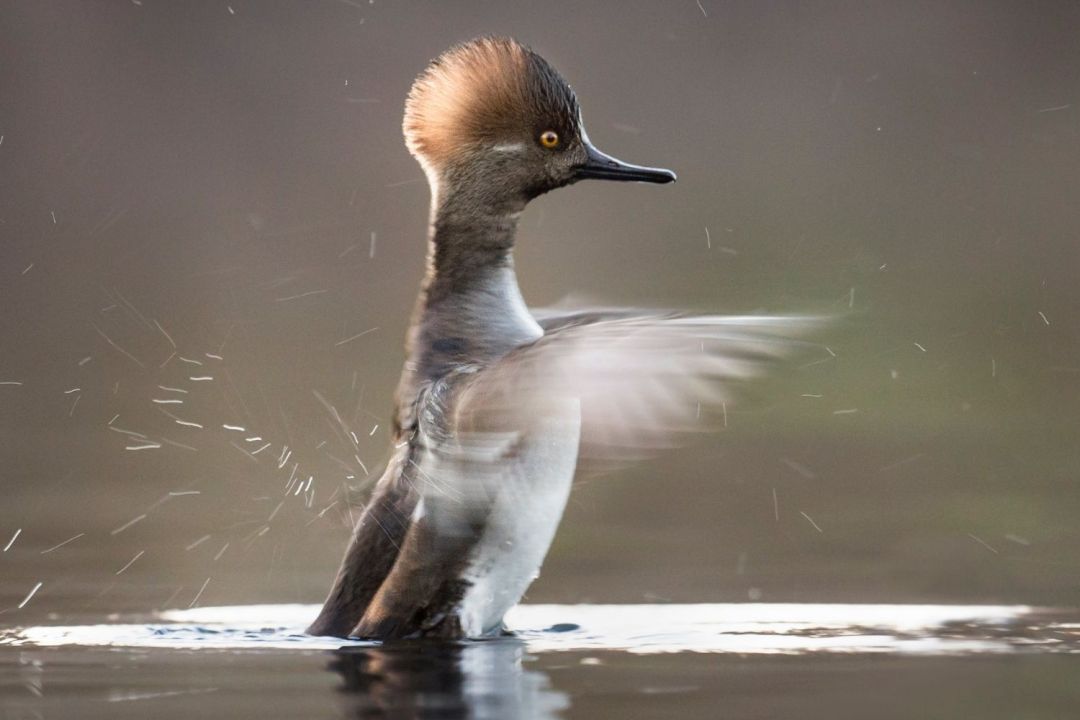 Photo features a black bird with an orange breast sitting in snow covered branches.
