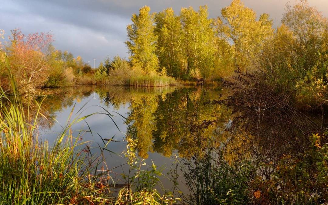 Community Advocacy Wins Protection for Magnuson Park Wetlands