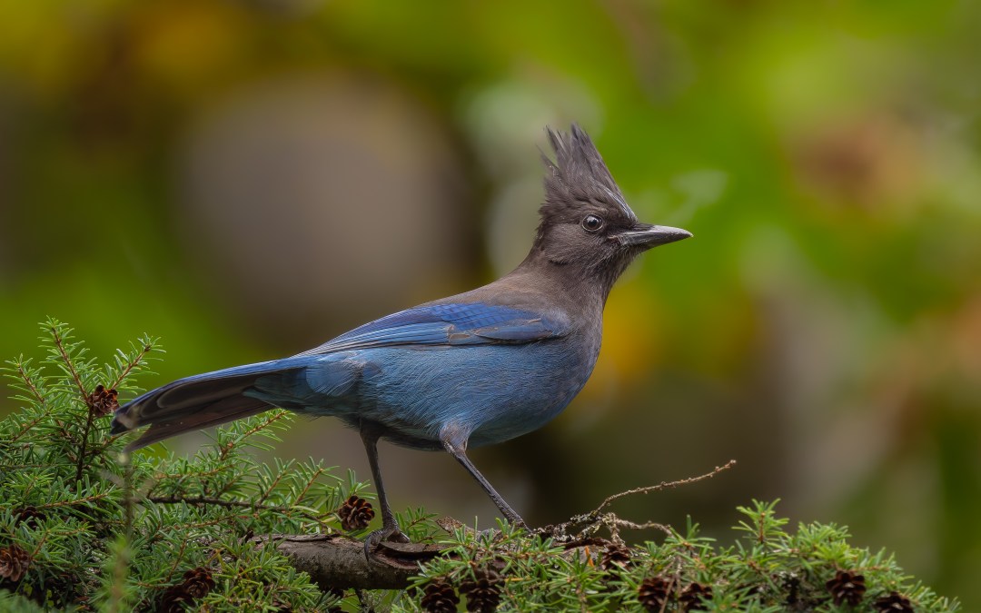 Discovering Seattle’s Blue Jay: The Steller’s Jay