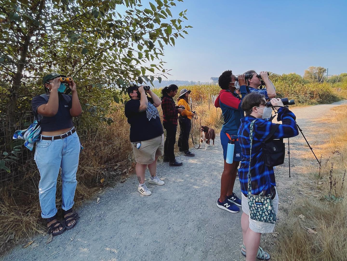 Photo features a Sandhill Crane, a large bird, standing on one leg with wings open.