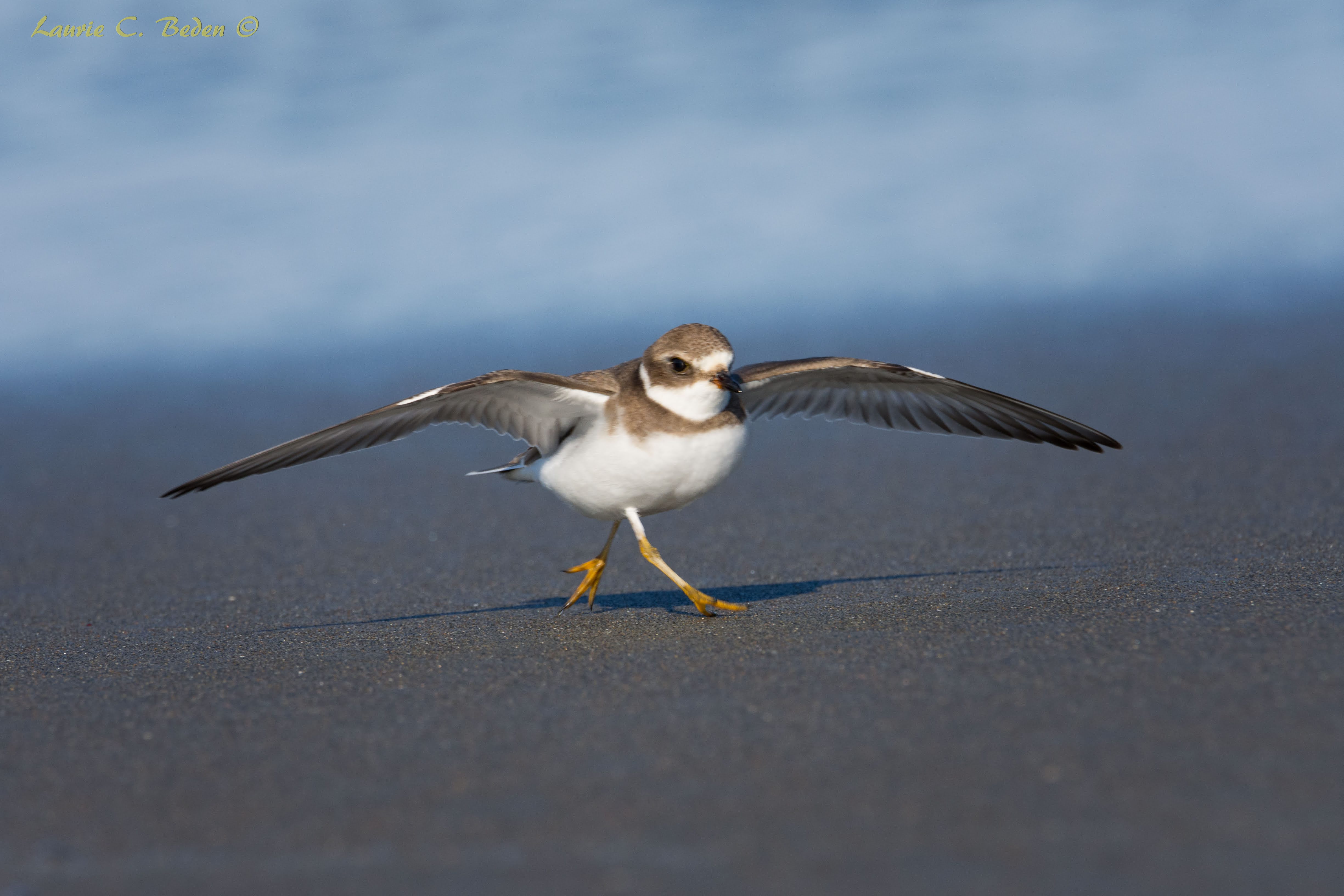 Photo features a Sandhill Crane, a large bird, standing on one leg with wings open.
