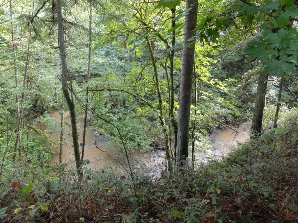 Photo features a Sandhill Crane, a large bird, standing on one leg with wings open.