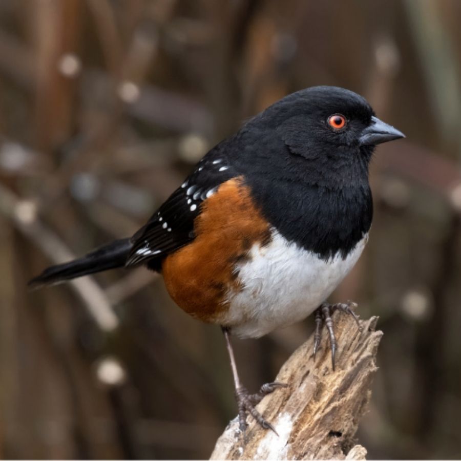 spotted towhee