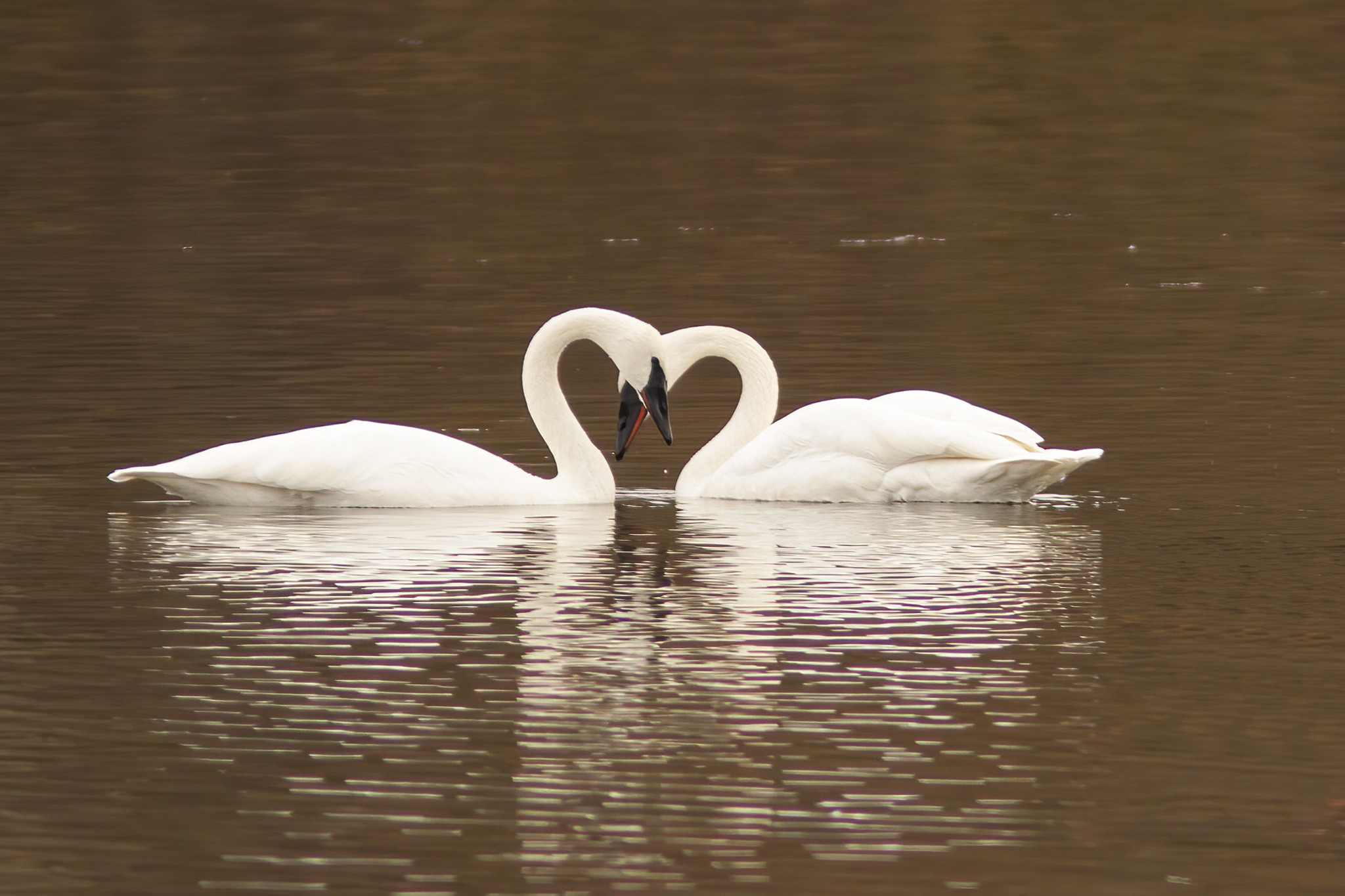 Photo features a Sandhill Crane, a large bird, standing on one leg with wings open.