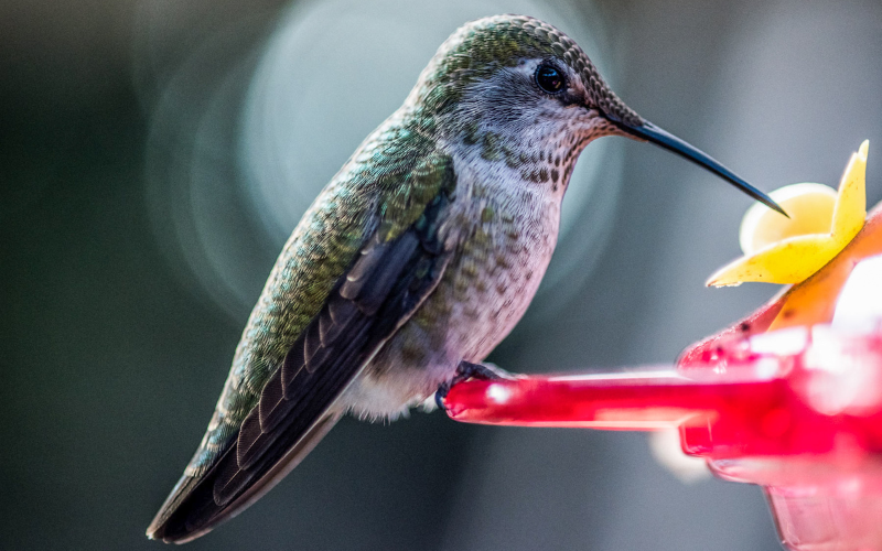 Should We Feed Birds? What the Science Says About the Impacts of Bird Feeding