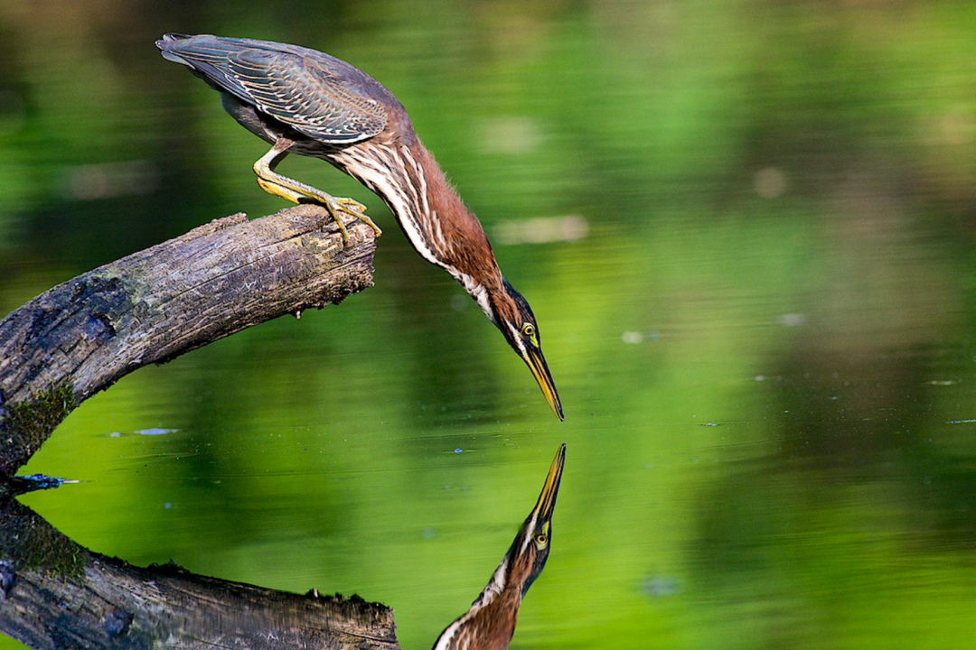Photo features a long brown and green water bird. It is standing on a log and looking into reflective water with its long neck fully extended. 