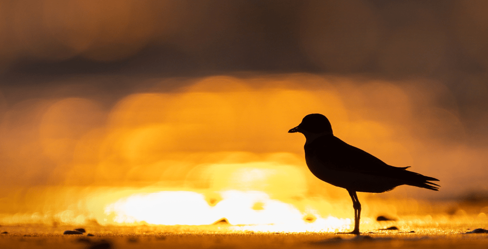 Feathers for the Future