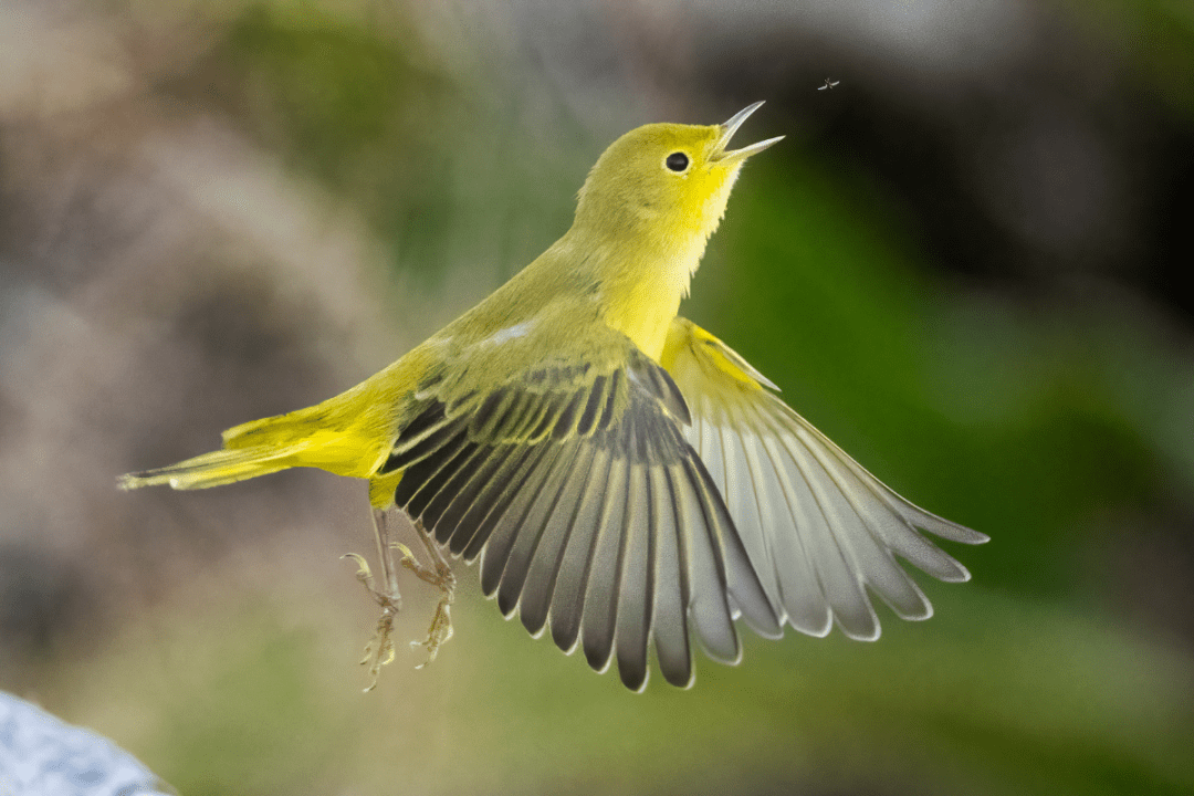 Photo features the Magnuson Park Wetlands, trees and shrubs surrounding a pond, in golden light under gray skies.