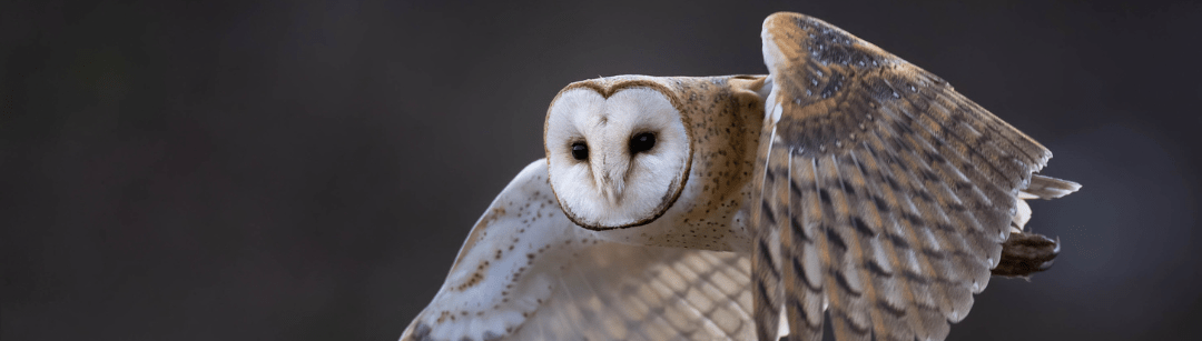Photo features a Sandhill Crane, a large bird, standing on one leg with wings open.