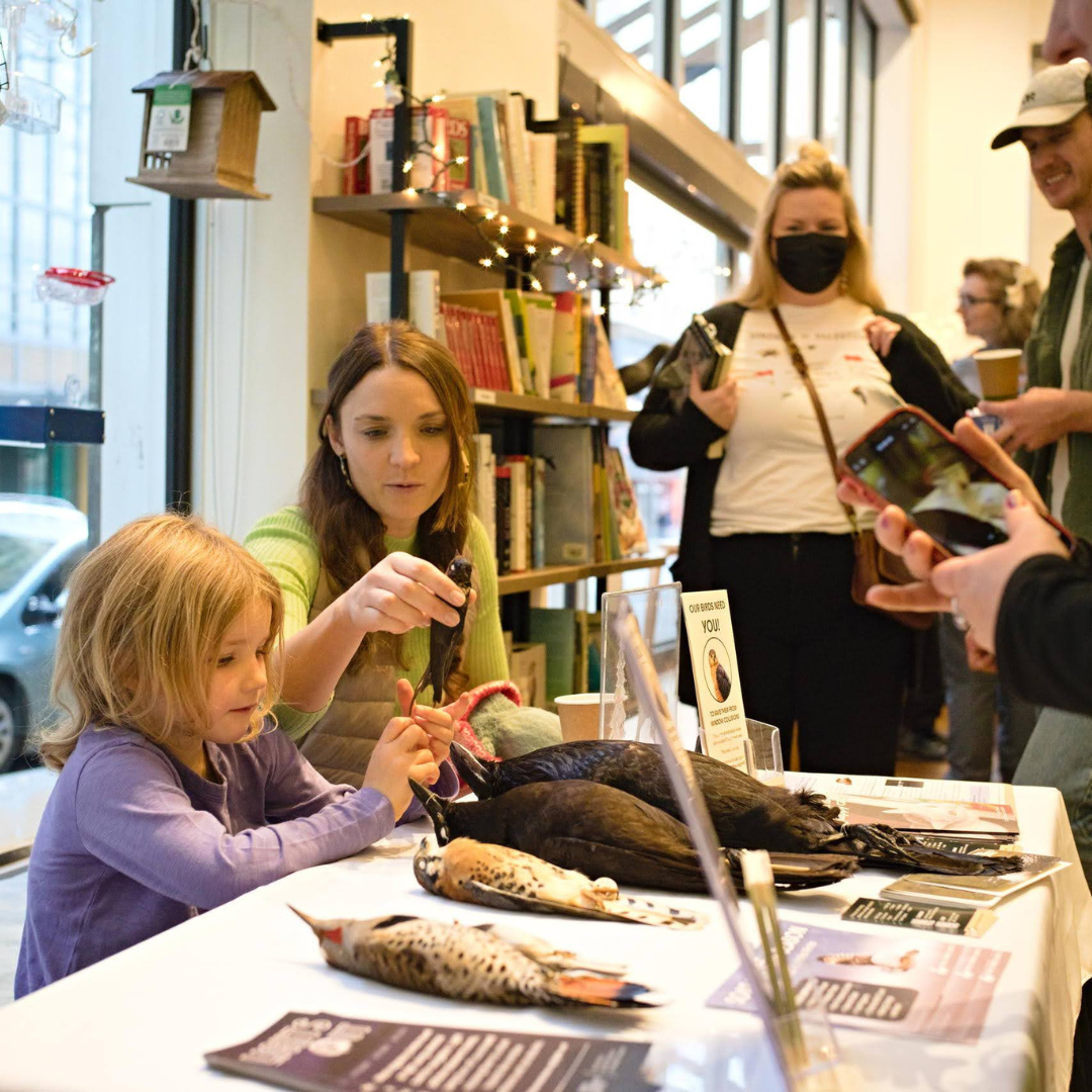 Photo features a young child gently touching preserved bird specimens.