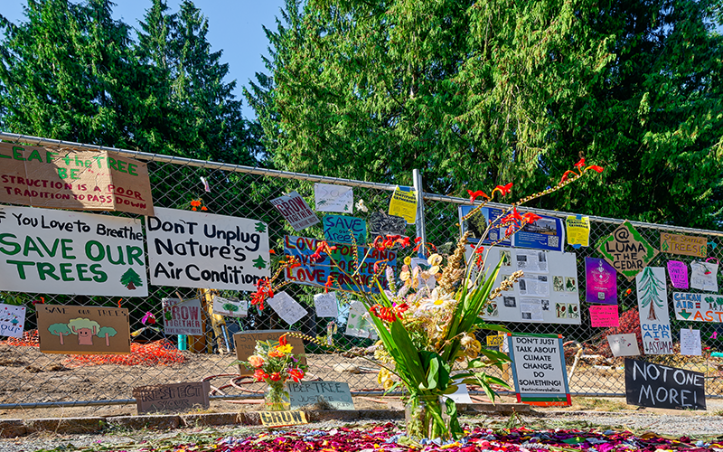 The scene next to a culturally modified tree in the Wedgwood neighborhood. The chainlink fence in front of the tree is covered with signs urging that this and all trees be saved. In front are scatterings of flower pedals, in the middle of which someone placed a bouquet in a clear glass vase.