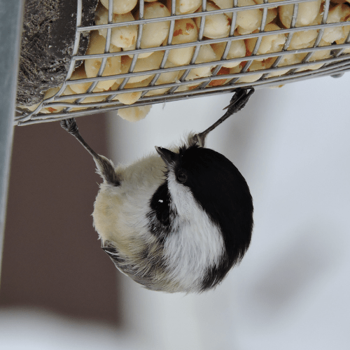 Photo features a Black-capped Chickadee, a small black and white songbird, perched on the underside of a bird feeder.