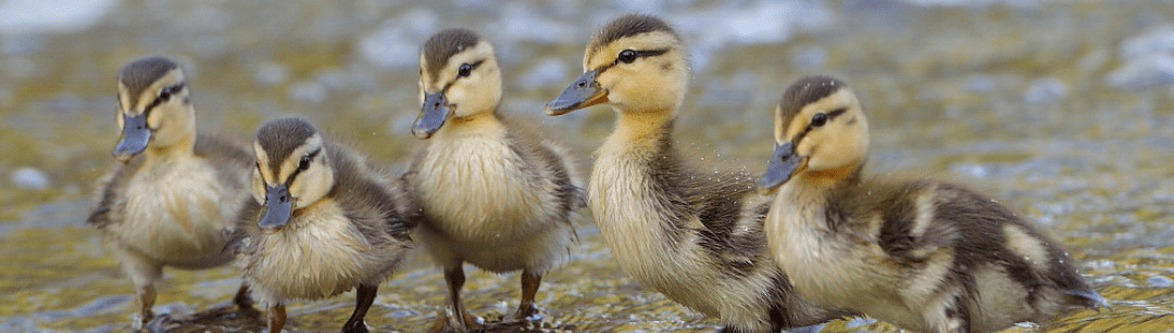 Photo features a Sandhill Crane, a large bird, standing on one leg with wings open.
