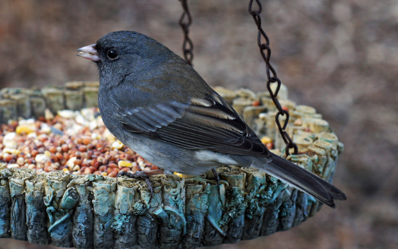 Photo features a small gray-brown bird, a Dark-eyed Junco, perched on a hanging tray feeder.