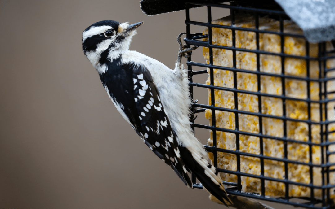 Bird Feeding 101: Suet | EarthCare Northwest