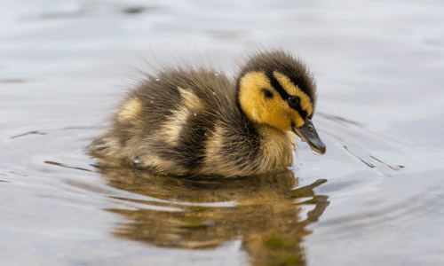 Young Birder holding Bud Anderson's Kestrel