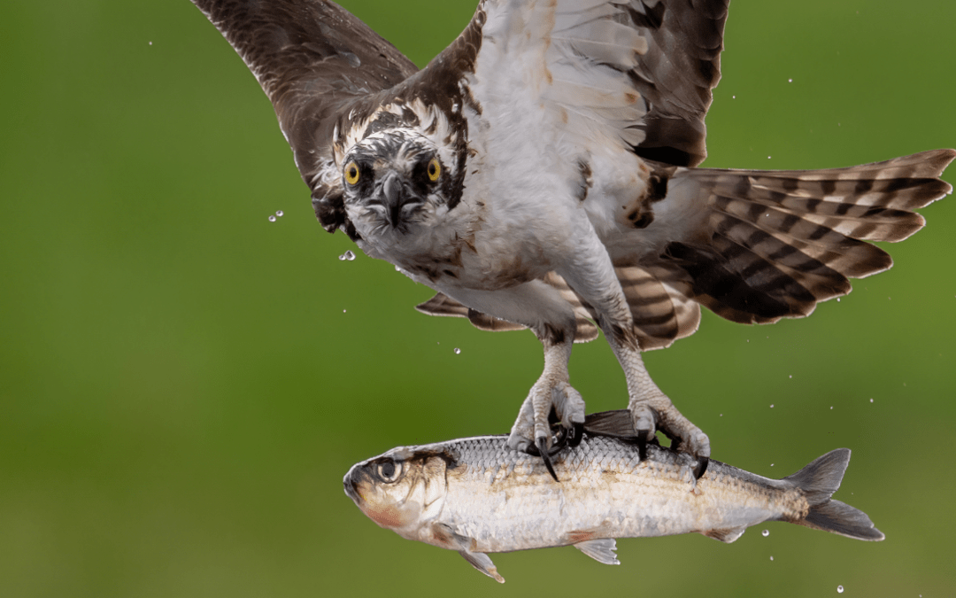 Ospreys: Almost a Seattle Seahawk