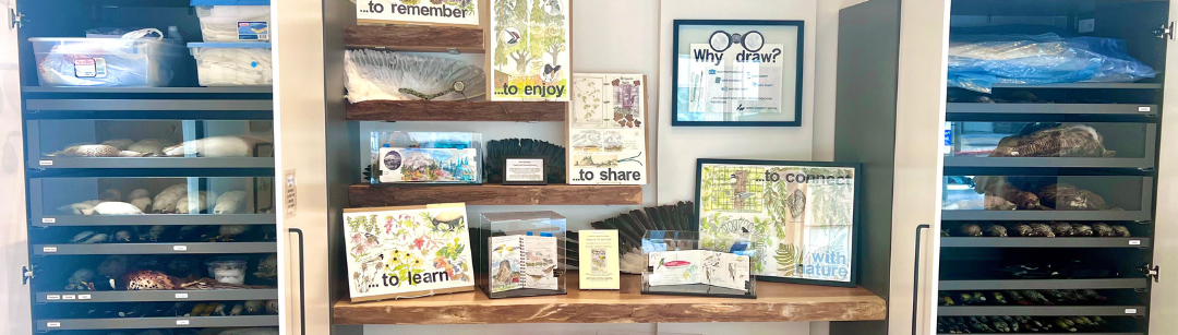 Photo features a Sandhill Crane, a large bird, standing on one leg with wings open.