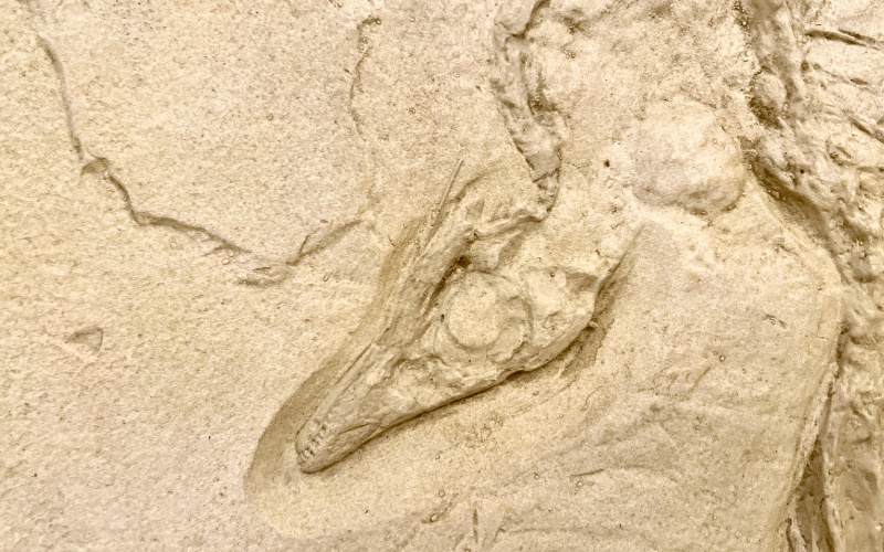 Discover “Feathers, Fossils, and Flight”