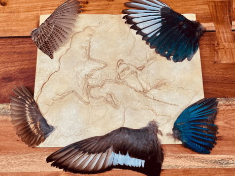 Photo features an Archaeopteryx fossil reproduction, sitting on a wooden table, surrounded by taxidermy bird wings.