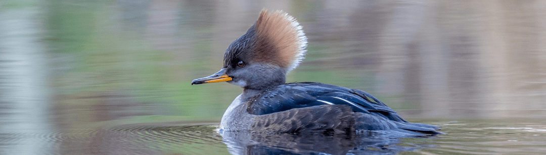 Photo features a Sandhill Crane, a large bird, standing on one leg with wings open.
