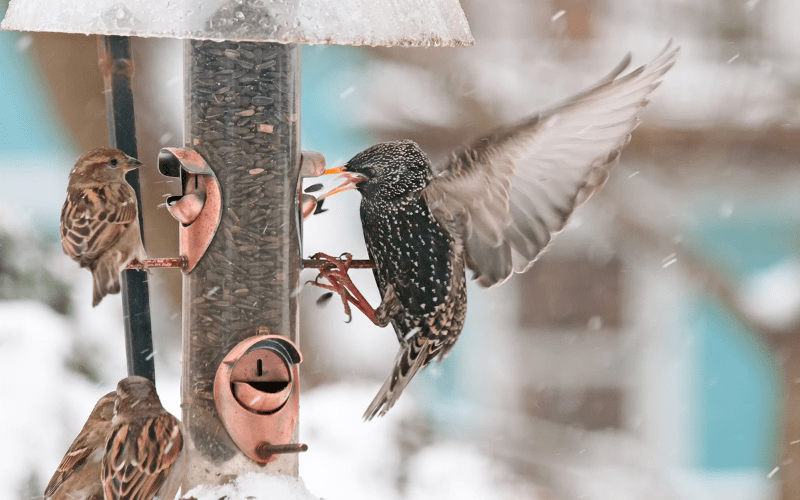 Photo features one larger dark and speckled bird, a European Starling, landing on a bird feeder with small brown House Sparrows.