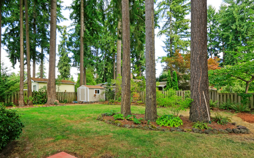 Executive Order to Protect Seattle’s Urban Tree Canopy on Private Property