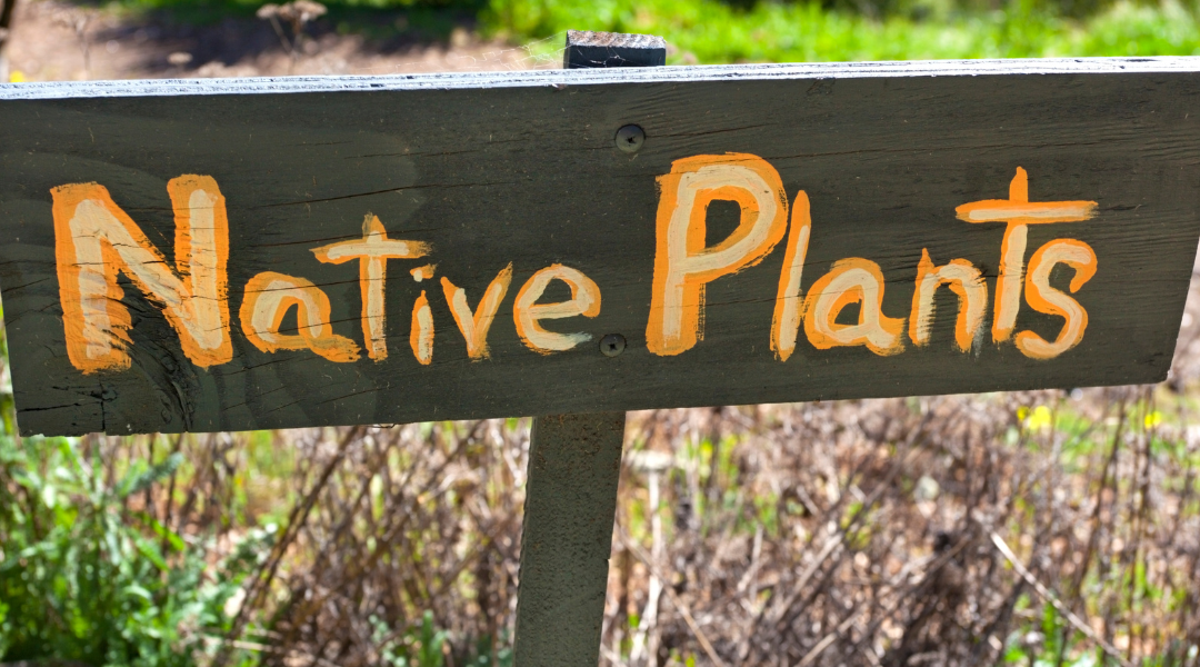 Native Plant Appreciation Month: Planting for Tomorrow