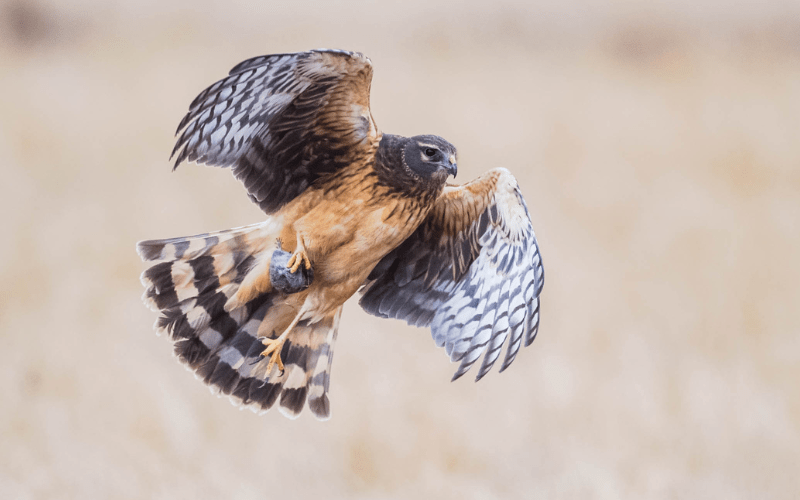 Photo features a juvenile Northern Harrier, a rusty colored hawk, flying over a field of yellow grass.