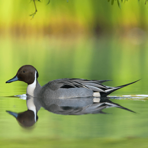 Photo features a Sandhill Crane, a large bird, standing on one leg with wings open.