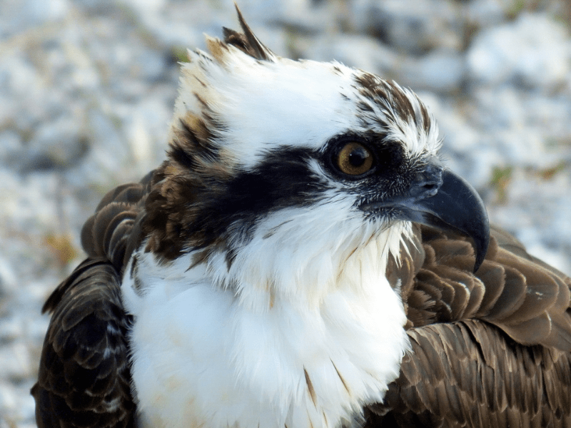 Photo features a brown and white bird of prey perched against a gray background.
