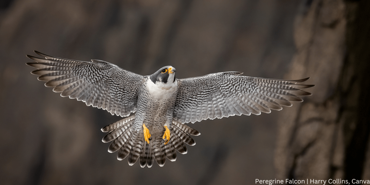 Photo features a Sandhill Crane, a large bird, standing on one leg with wings open.