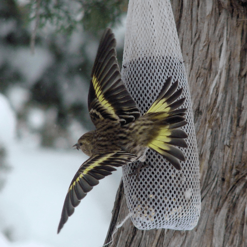 Photo features a brown and yellow songbird, a Pine Siskin, perched with wings open on a hanging feeder.
